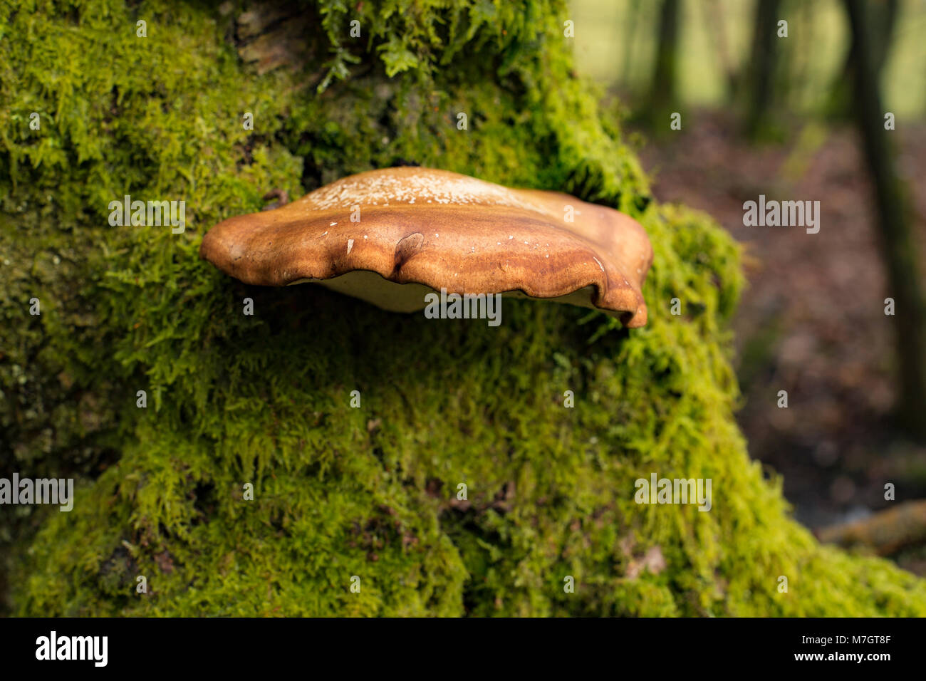 Champignon polypore, bouleau, Piptoporus betulinus dans Roddlesworth (Mondercange) Woods dans le Lancashire. Banque D'Images