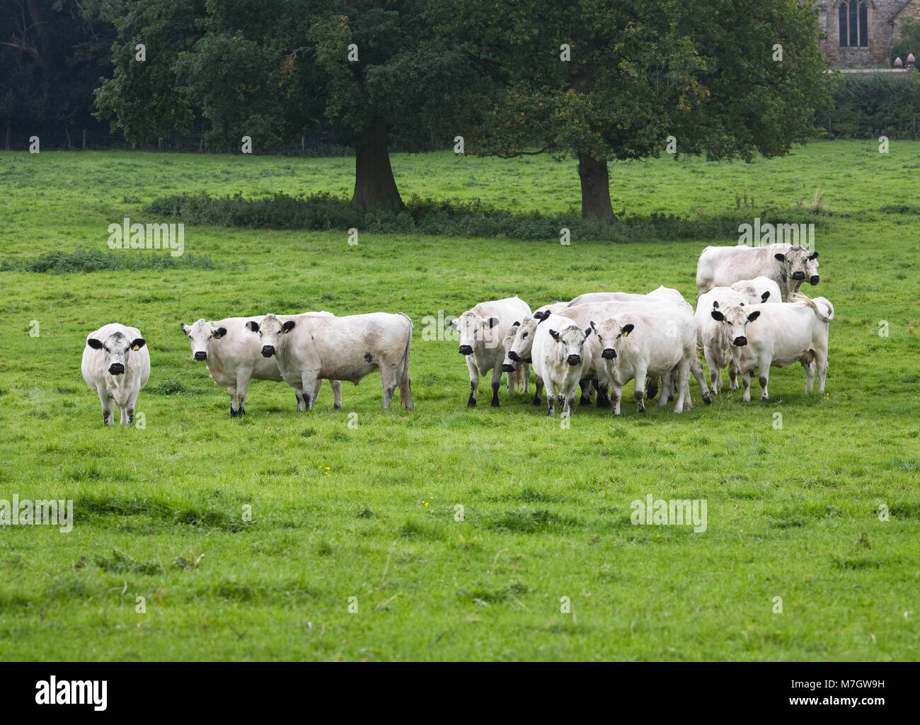 Livre blanc britannique du bétail dans la campagne anglaise. Banque D'Images