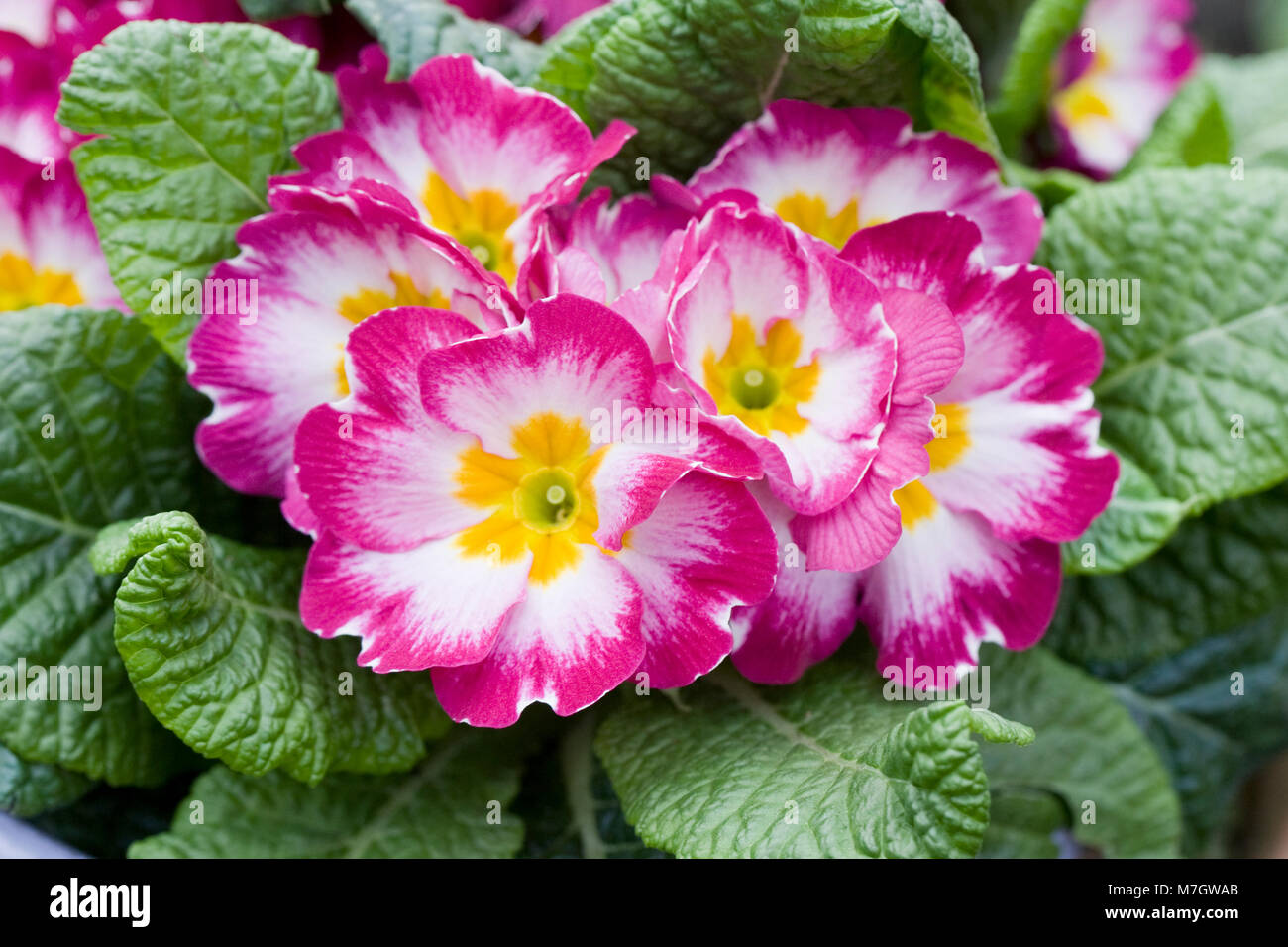 Primula polyantha. Polyanthus fleurs. Banque D'Images