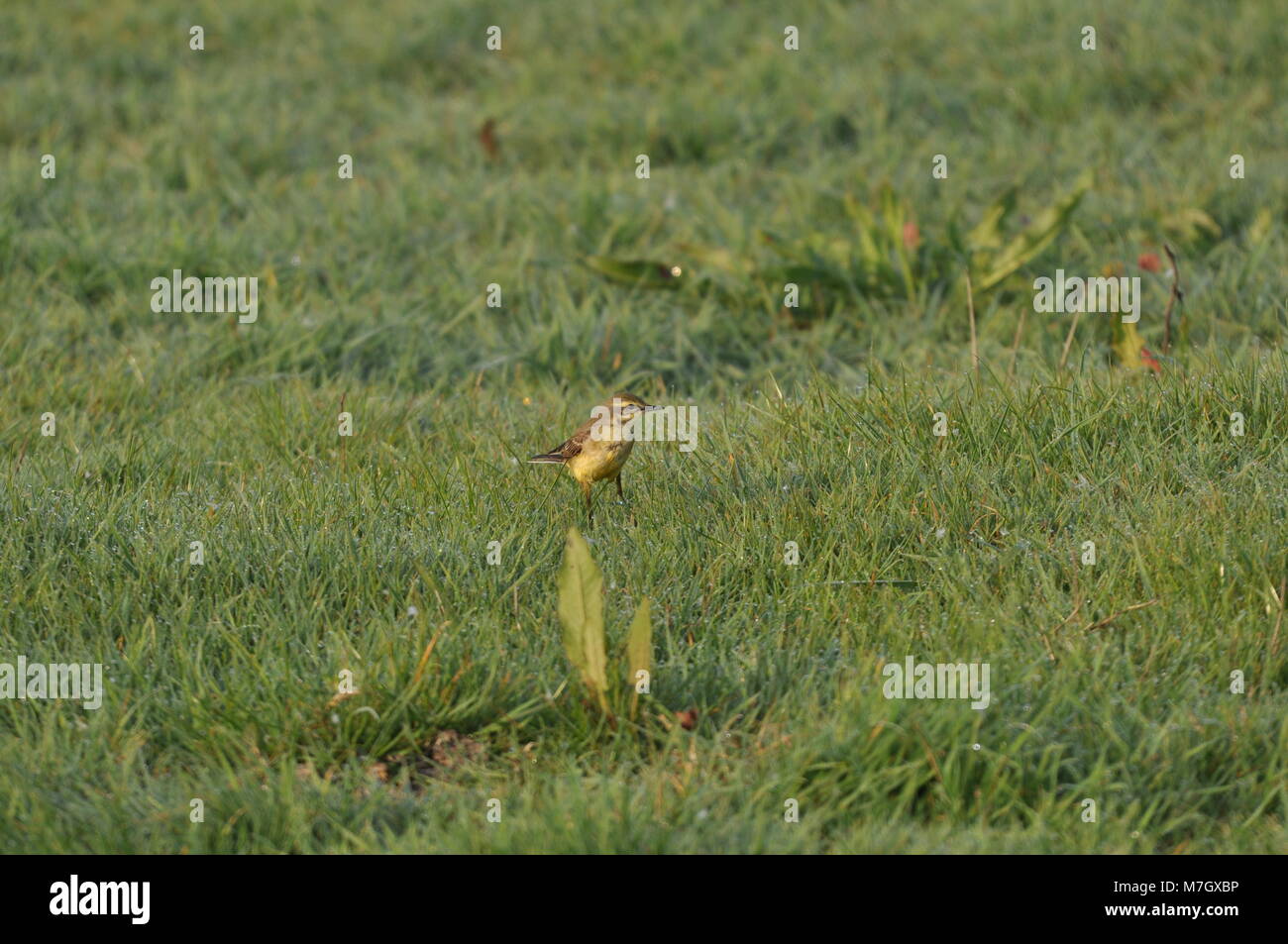 La queue jaune (Motacilla flava) était assise sur l'herbe, sur le côté. Capturé dans la réserve naturelle d'Elmley, Kent Banque D'Images