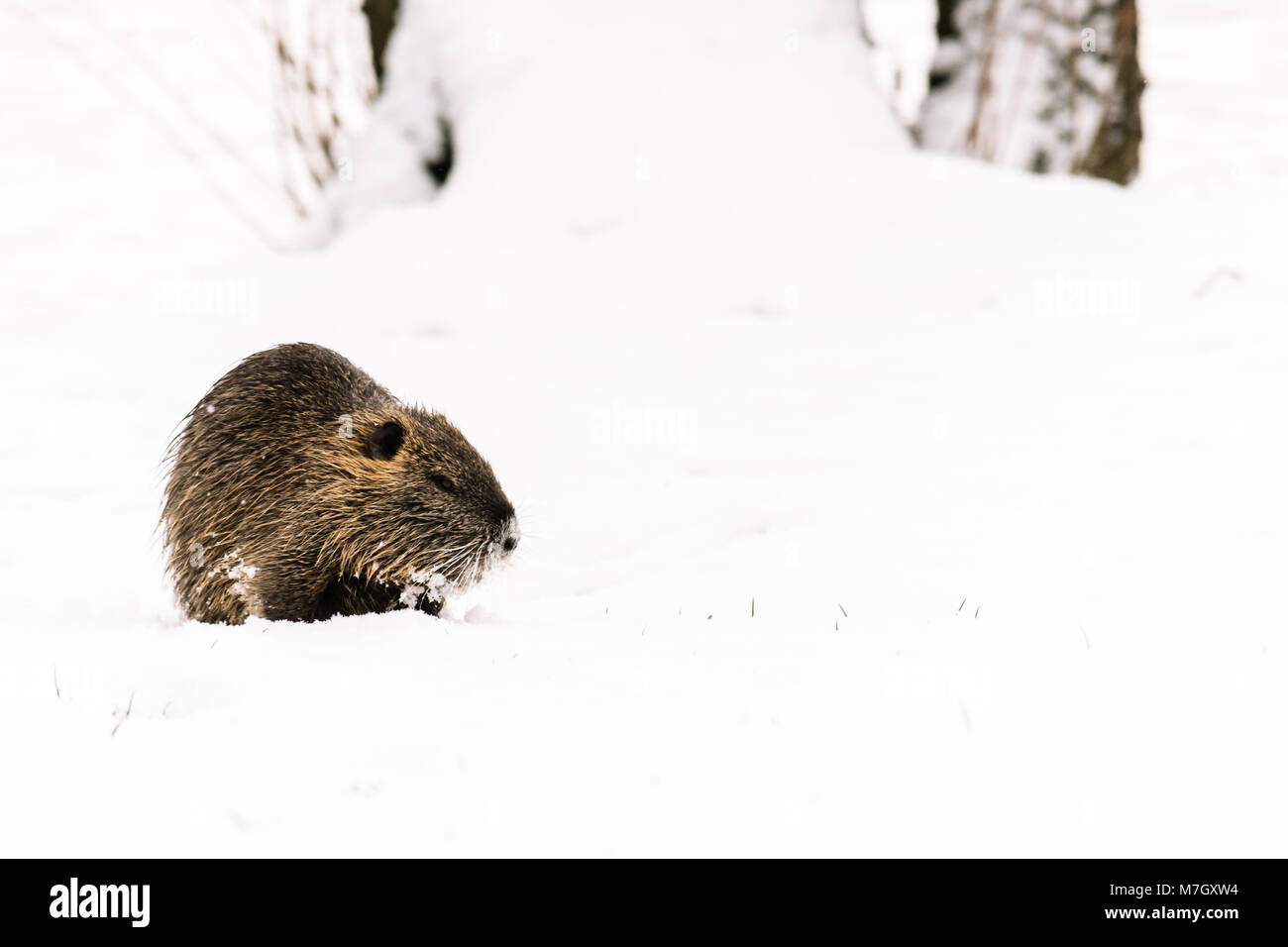 Ragondin dans la nature sauvage sur la neige. L'hiver, le froid, la neige et le gel. Aussi connu comme le ragondin ou Myocastor coypus. Banque D'Images