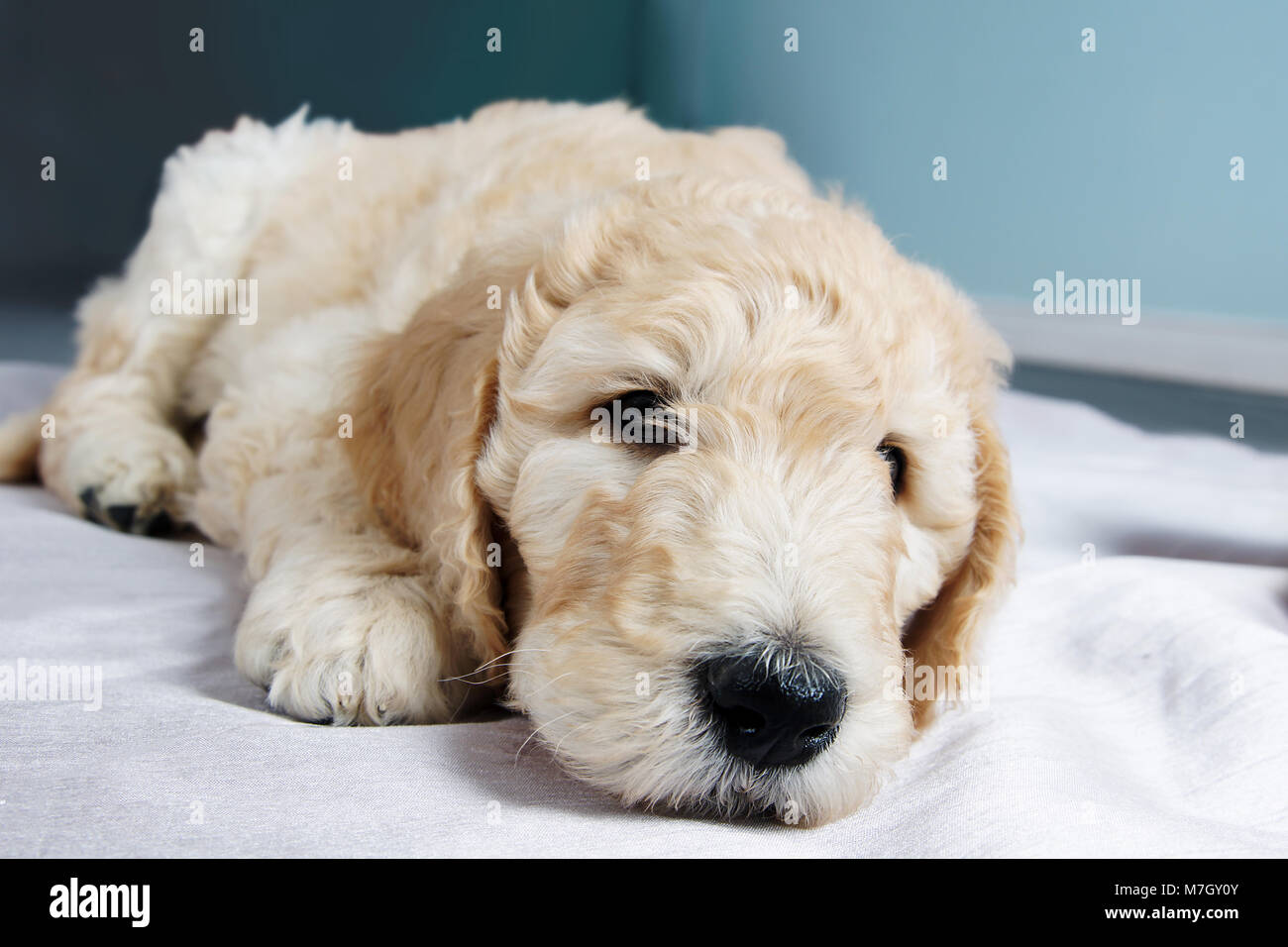 Cute puppy goldendoodle reposant Banque D'Images