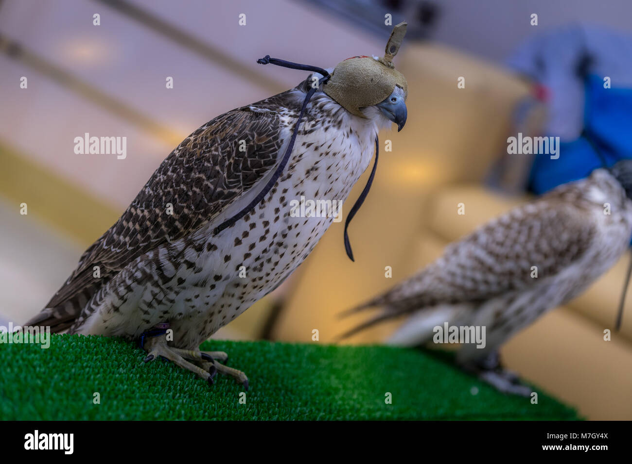 Abu Dhabi, UAE - Jan 11, 2018. De magnifiques oiseaux reste sur le stand avec cap sur la tête dans l'hôpital Falcon à Abu Dhabi Banque D'Images