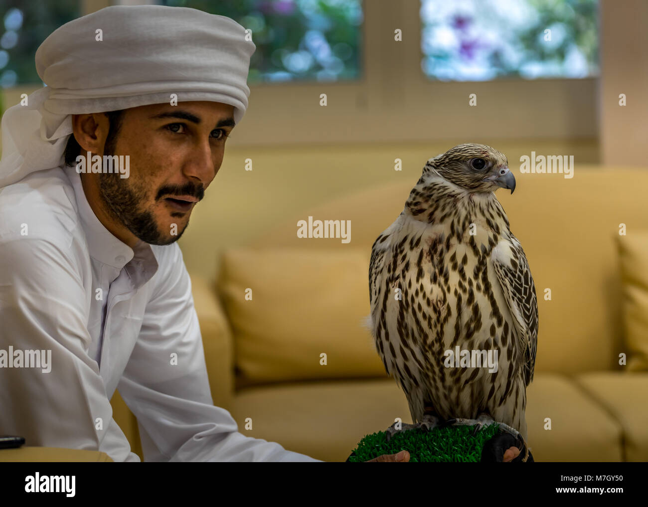 Abu Dhabi, UAE - Jan 11, 2018. De magnifiques oiseaux reste sur le bras de Falconer qui pose pour les visiteurs à l'Hôpital d'Abu Dhabi Falcon Banque D'Images