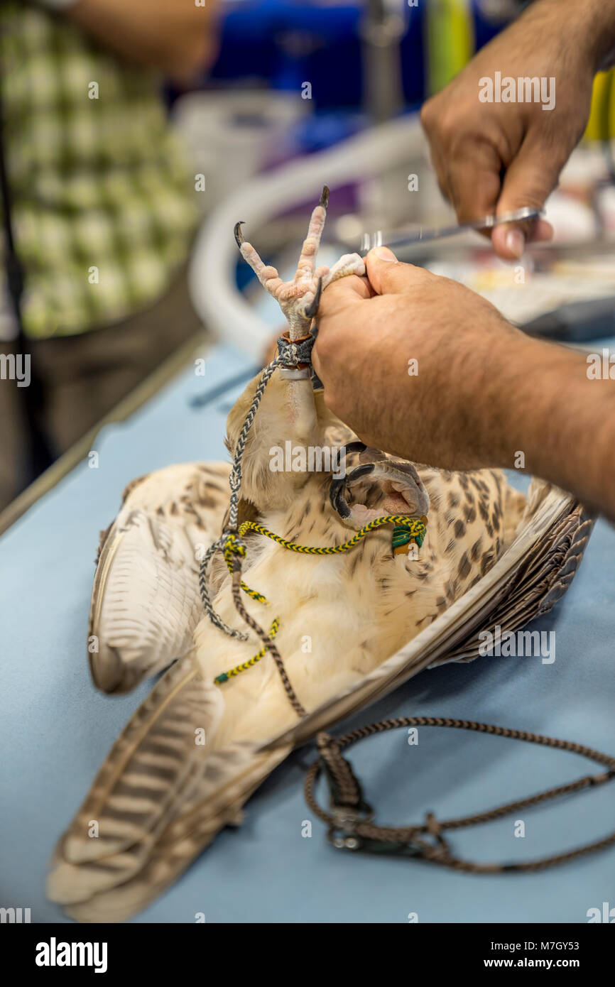 Abu Dhabi, UAE - Jan 11, 2018. Un pèlerin est d'avoir une pédicure dans le laboratoire de l'hôpital Falcon à Abu Dhabi. Banque D'Images