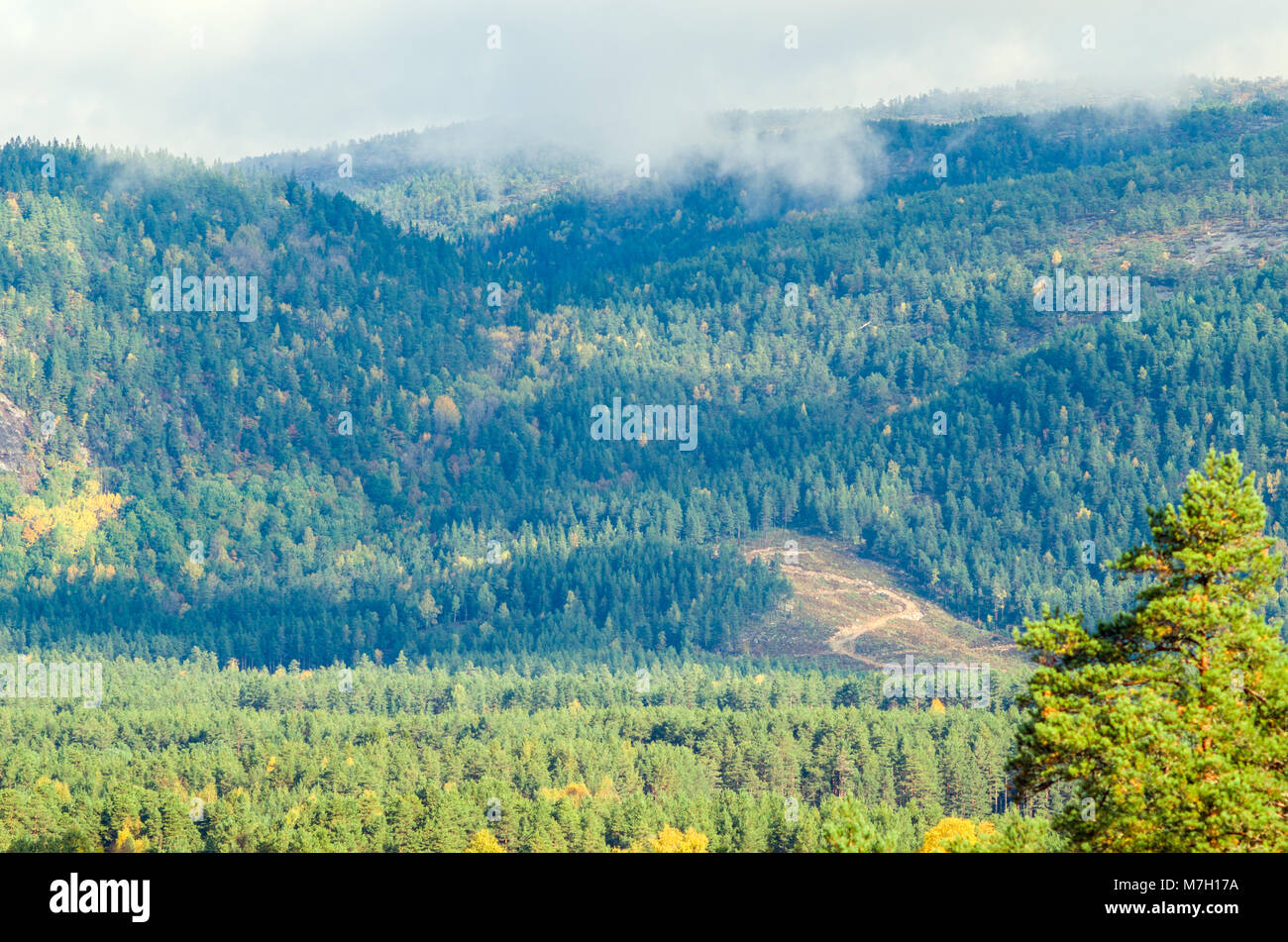 Paysage de la Norvège centrale midland avec faibles montagnes couvertes par la forêt. Evje, milieu de la Norvège. Banque D'Images