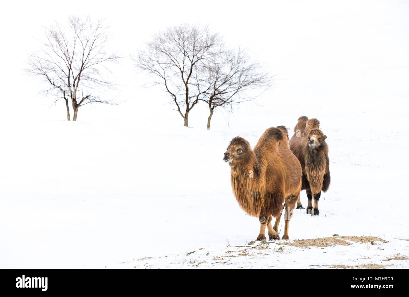 Les chameaux de Bactriane marcher dans un paysage hivernal de la Mongolie du Nord Banque D'Images