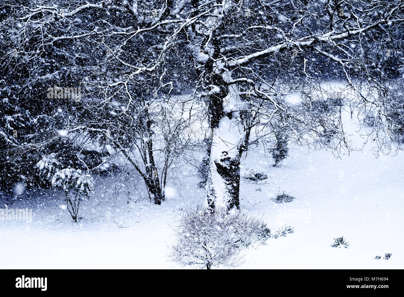 Scène de la neige, un arbre et arbustes et bushhes derrière sont couvertes de neige, d'épaisseur de neige au sol et flocons de neige tombent, photographie noir et blanc Banque D'Images