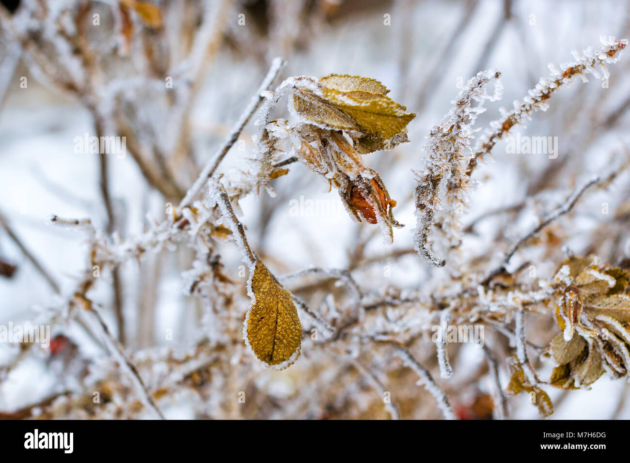 Fleurs et feuilles congelées de Wild rose recouverts d'une croûte de glace. Les plantes de la famille des roses, de l'ordre Rosales. La flore et la faune de la neige dure Banque D'Images