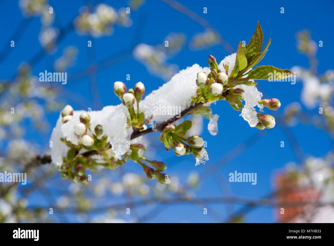 Flowering cherry fruit branches couvertes de neige Banque D'Images