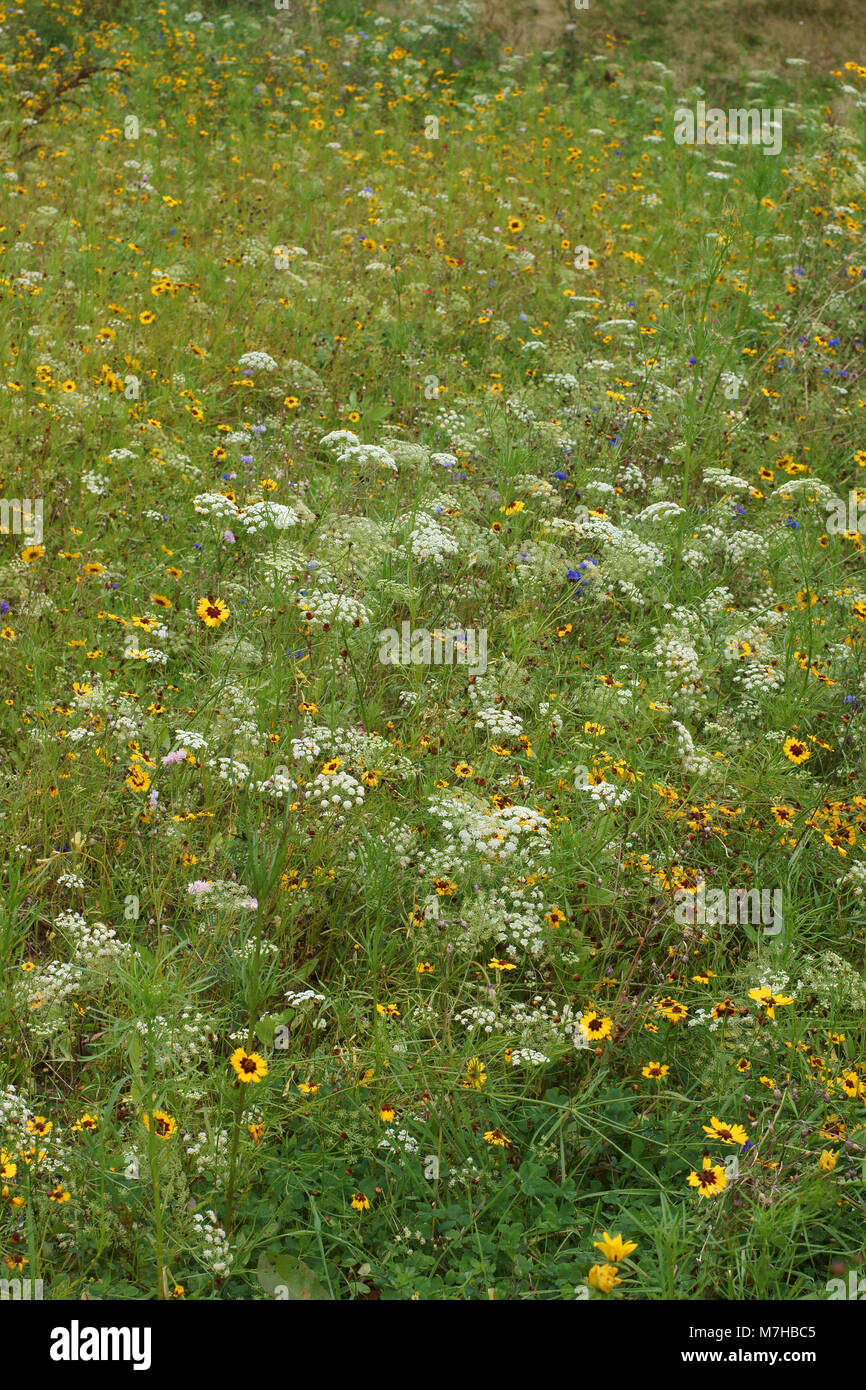 Jardin de fleurs sauvages Banque D'Images