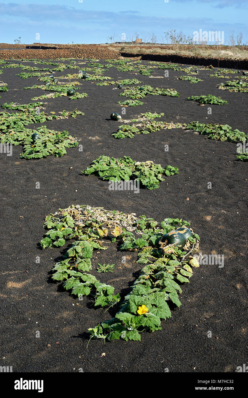 Type de moelle osseuse plantés dans le champ couvert de cendres. Près de El Cuchillo, Lanzarote, îles Canaries, Espagne. Le frêne noir est appelé fonds engagés ou picon et agit comme un Banque D'Images