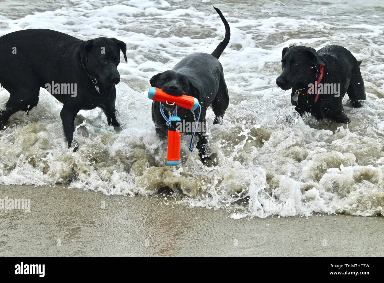 Trois chiens noirs jouant à la plage Banque D'Images