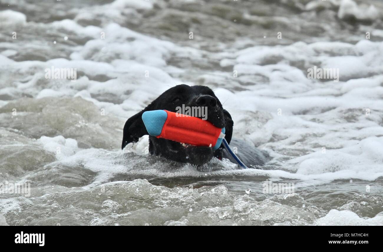 Pit-Bull noir jouer à dog beach Banque D'Images