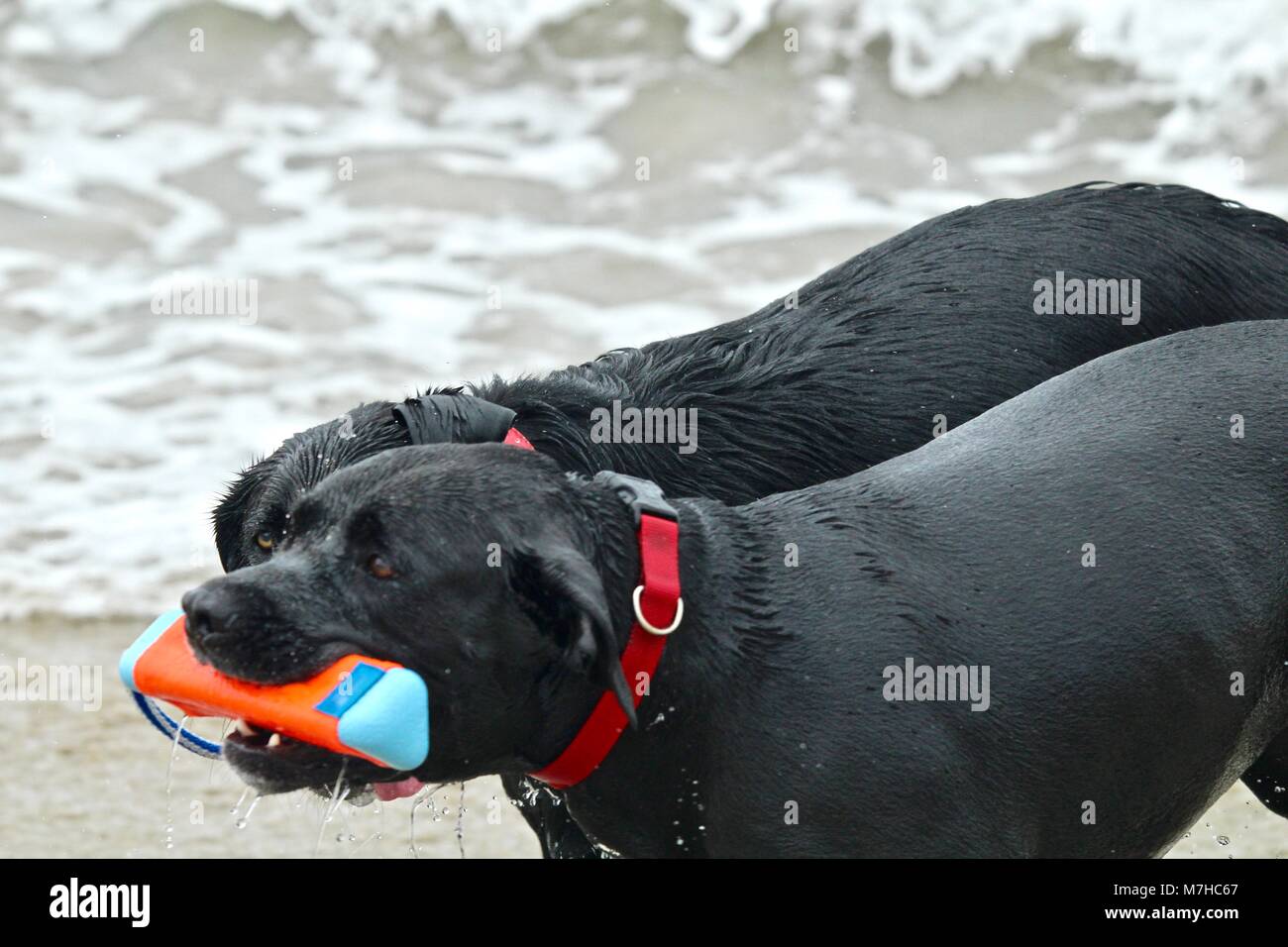Pit-Bull noir jouer à dog beach Banque D'Images