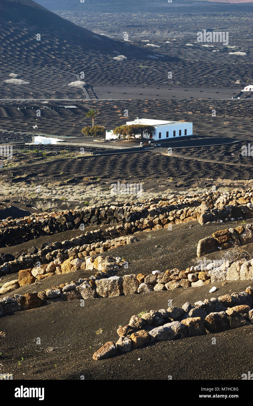 Finca sur La Geria, entouré de vignobles, Lanzarote, îles Canaries, Espagne Banque D'Images