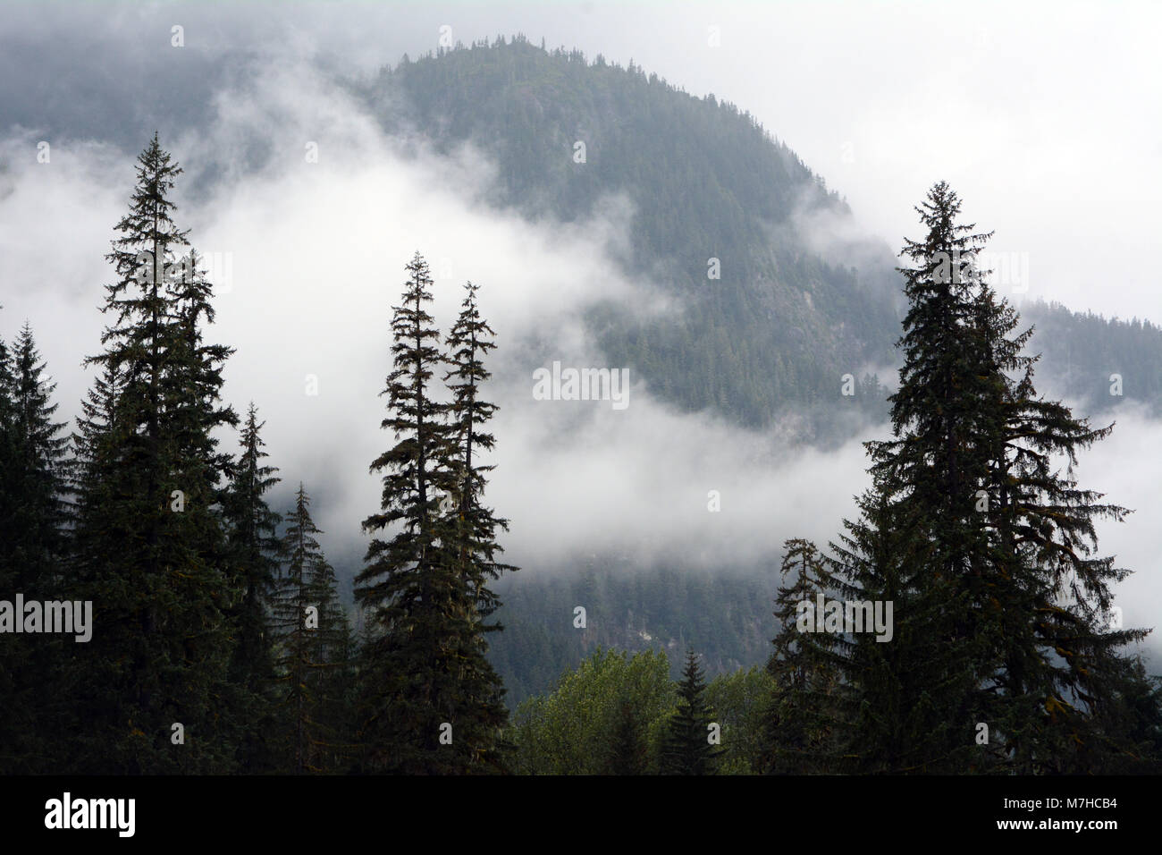 Montagne et forêt pluviale tempérée côtière dans la forêt nationale de Tongass, près de Hyder, sud-est de l'Alaska, United States. Banque D'Images