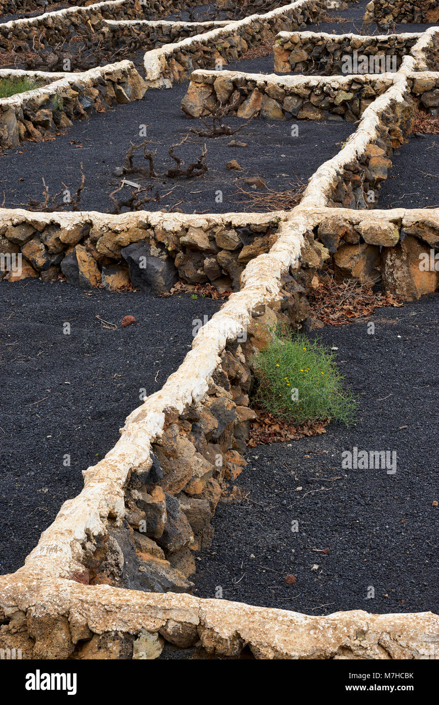 Des murs en pierre avec des tops cimenté un vignoble près de Maguez, Lanzarote, îles Canaries, Espagne Banque D'Images