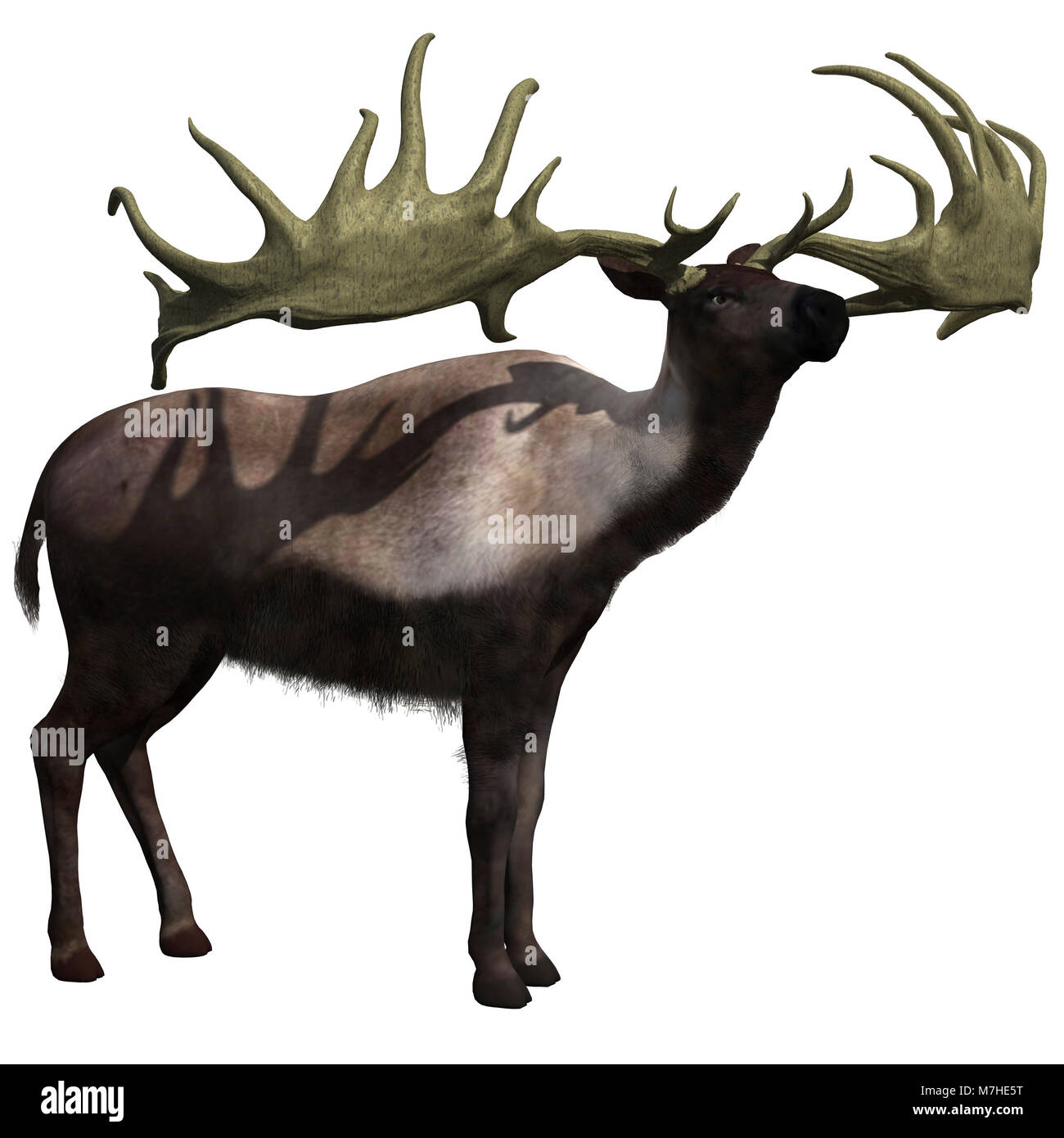 Megaloceros giganteus sur fond blanc. Banque D'Images