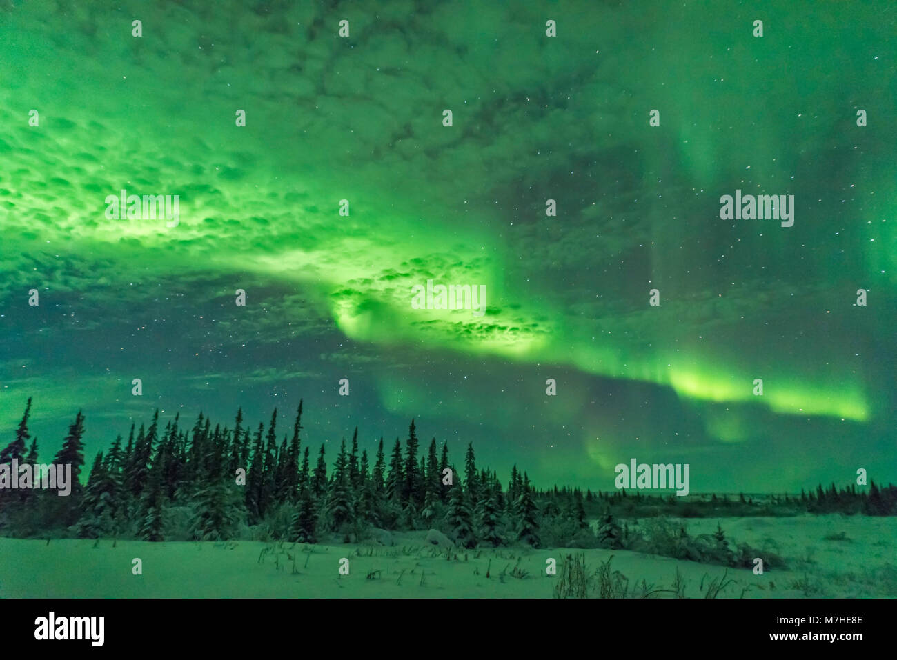 Un éclaircissement d'aurora derrière les nuages minces et la masse des nuages d'éclairage vert. Banque D'Images