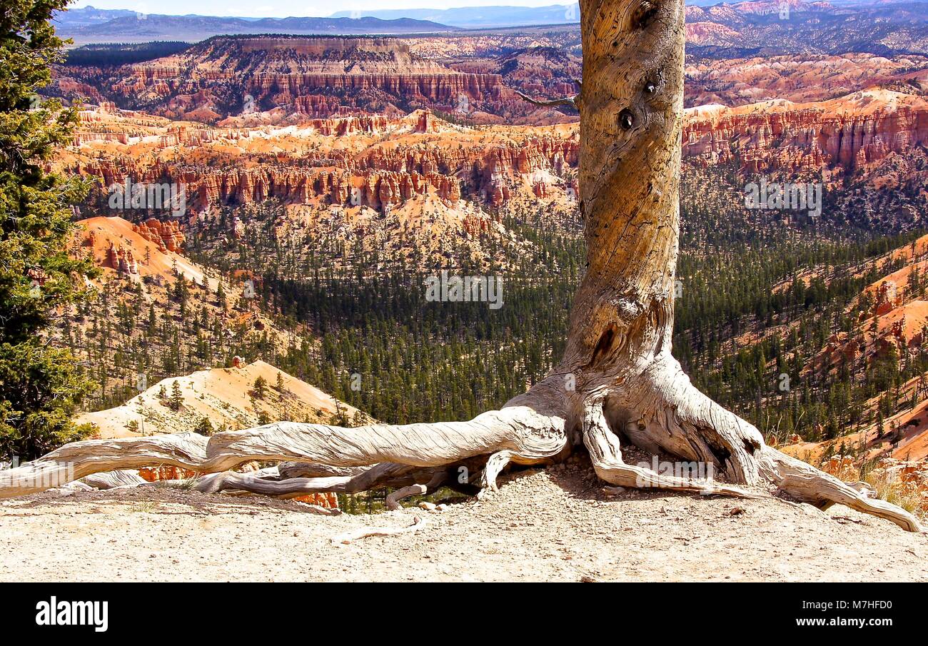 Vieil arbre on ledge à Bryce Canyon, Utah Banque D'Images