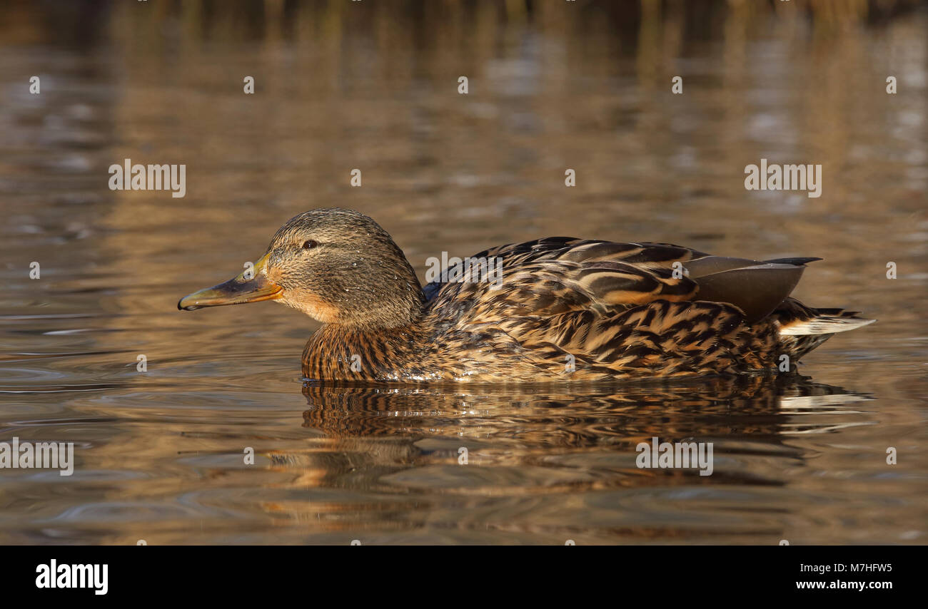 Canard sauvage, canard colvert nageant Banque D'Images