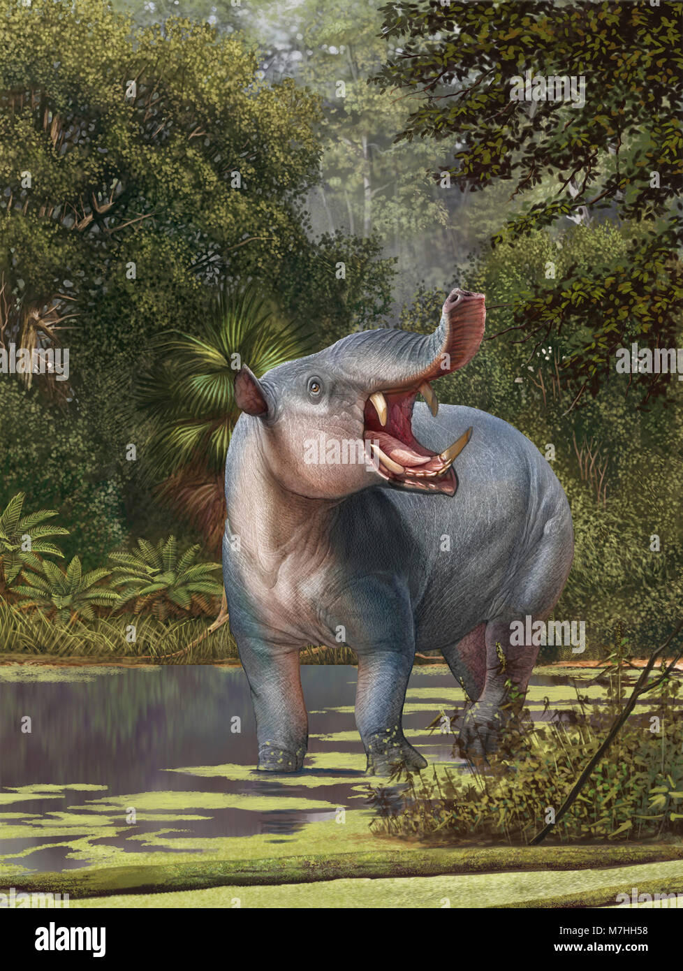Magnum Astrapotherium préhistorique de pâturage zones humides. Banque D'Images