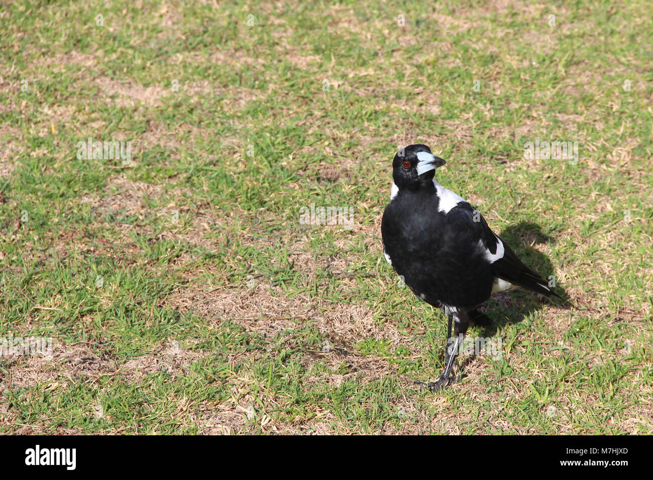 Les oiseaux de l'Australie Banque D'Images