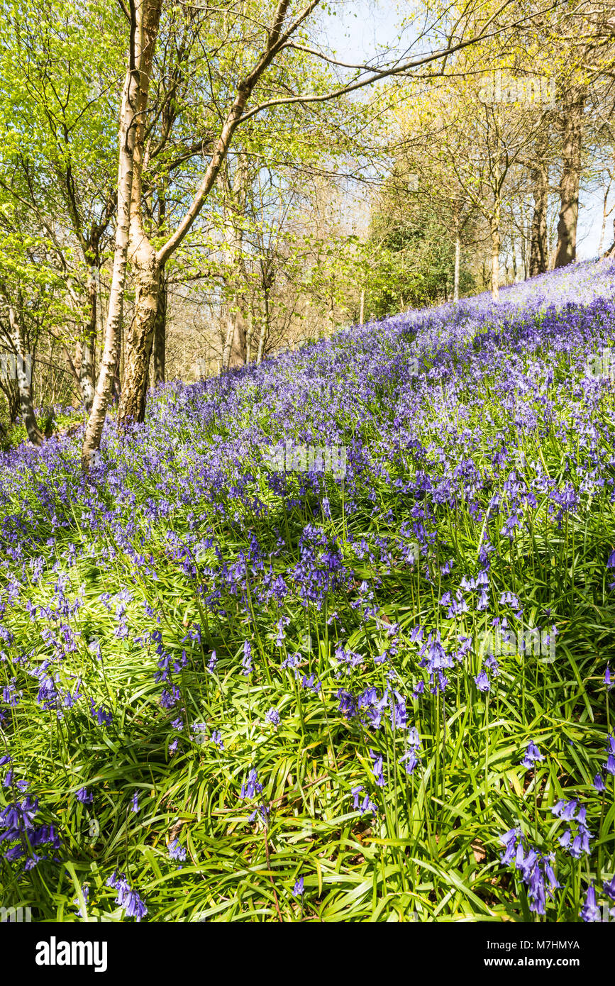 Printemps dans le jardin près de jacinthes Emmetts Ide Hill, Sevenoaks, Kent. Banque D'Images