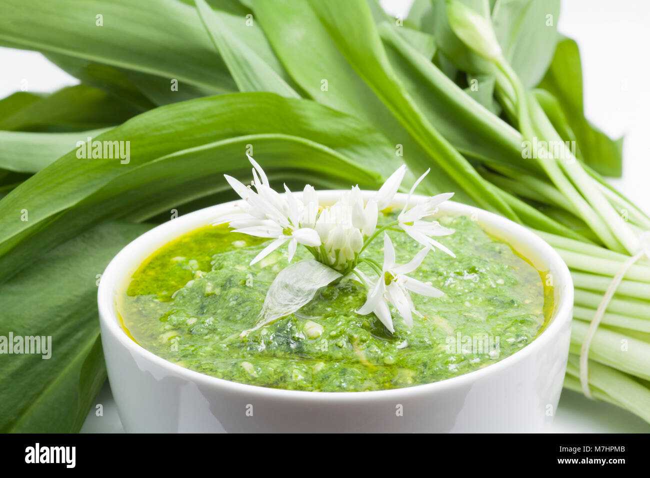 L'ail des ours Allium ursinum--utilisé pour faire le pesto et décorées avec des fleurs d'ail sauvage. Sur un fond blanc-Dorset England UK GO Banque D'Images