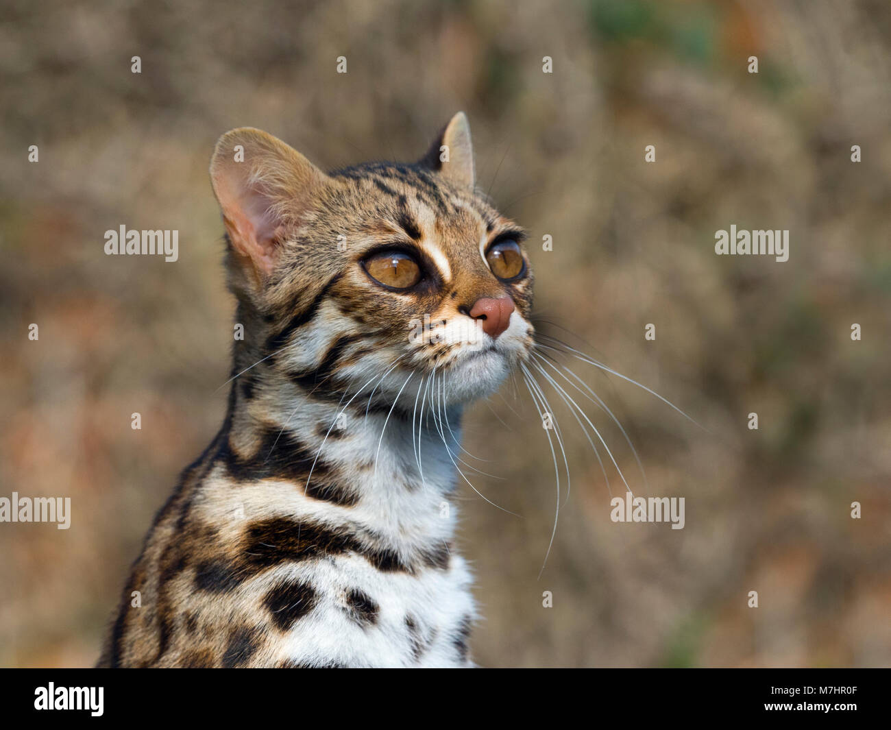 Asian Leopard Cat Prionailurus bengalensis Banque D'Images