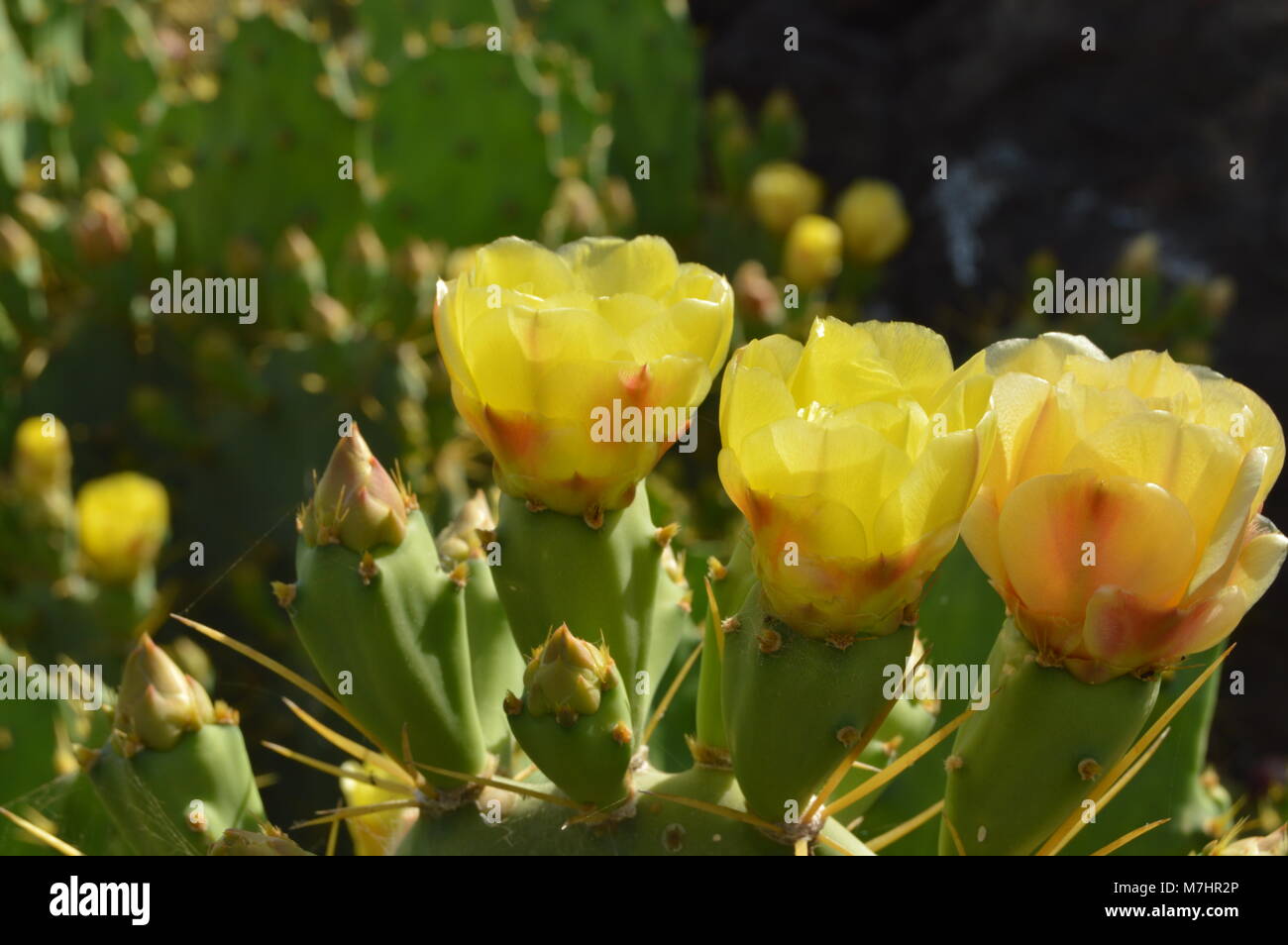 Fleur de cactus opuntia sauvage jaune close up Banque D'Images