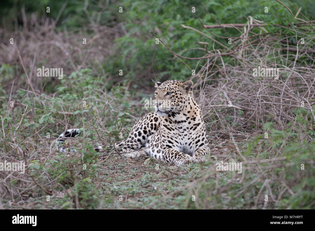 Peafow indiennes à Bandipur Tiger Reservel Banque D'Images