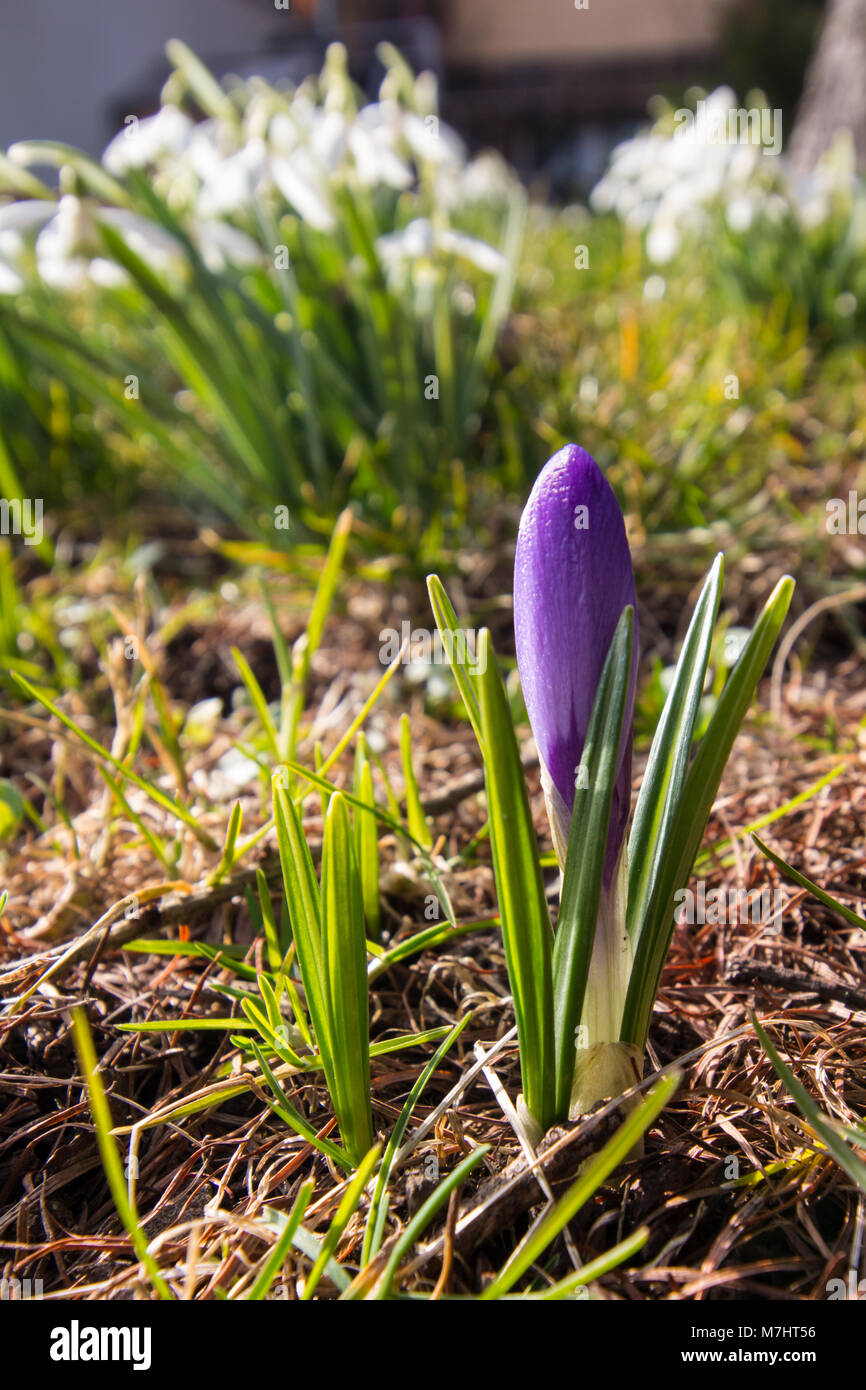 Les premiers signes du printemps fleur, un purple crocus et perce-neige magnifique. Banque D'Images