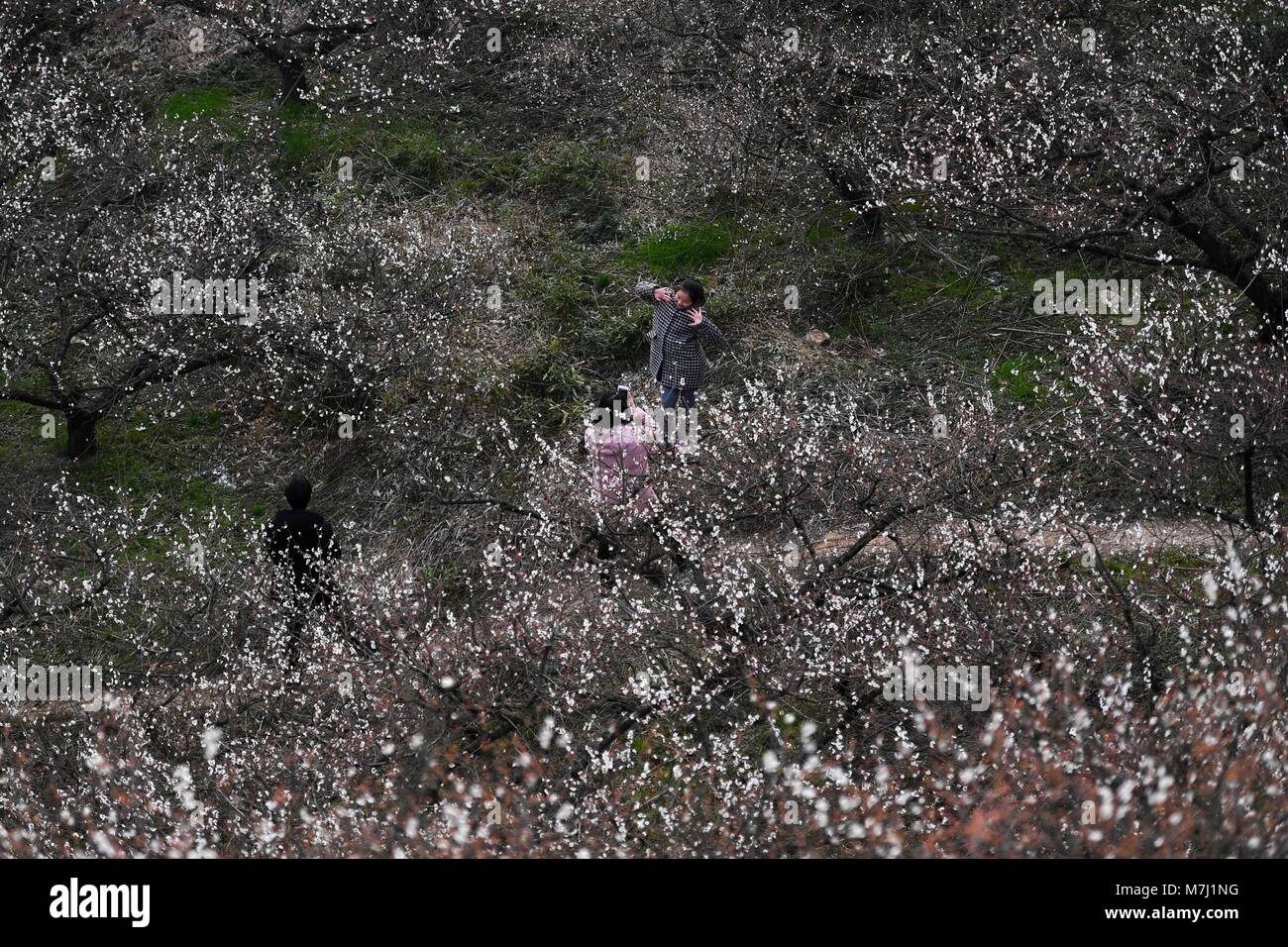 Hangzhou, Chine, Province de Zhejiang. Mar 10, 2018. Les touristes visitent le plum garden à Miaoxi Yingzhou Ville de Wuxing District de Hangzhou, Zhejiang Province de Chine orientale, le 10 mars 2018. La ville a construit un 4,2 kilomètres de sentiers touristiques et de 12 pavillons pour les touristes de profiter du paysage. Credit : Huang Zongzhi/Xinhua/Alamy Live News Banque D'Images