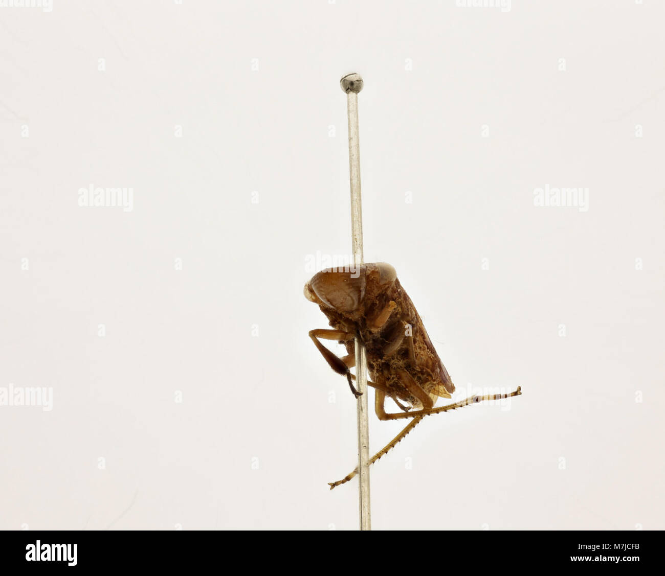 Une image de Tettigonia ichthyocephala, une espèce de katydid, mettant en évidence ses caractéristiques distinctives. Connu pour sa grande taille et sa couleur verte éclatante, il fait partie de la famille des insectes Tettigoniidae. Banque D'Images