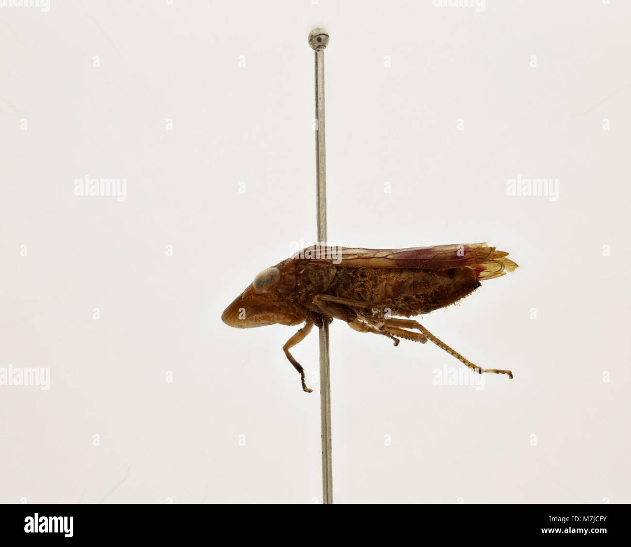 Cette image représente Tettigonia ichthyocephala, une espèce de katydid, représentée dans son habitat naturel. Connu pour ses caractéristiques distinctives, cet insecte appartient à la famille des Tettigoniidae et se trouve souvent dans les prairies et les forêts. Banque D'Images