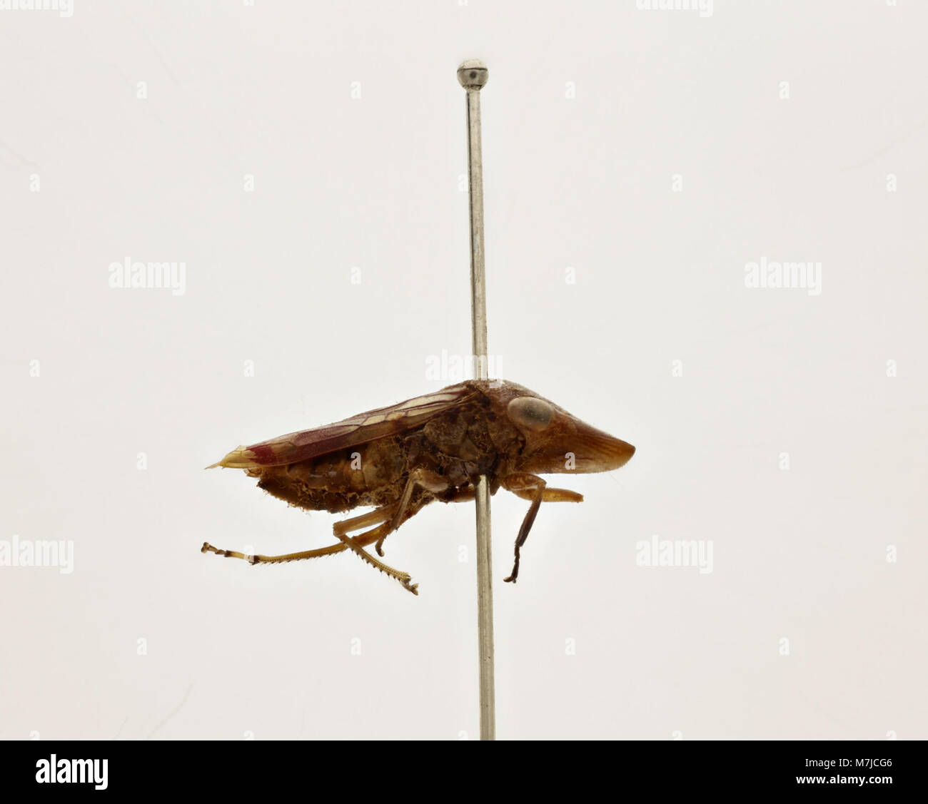 Une image scientifique de Tettigonia ichthyocephala, une espèce de cricket de brousse connue pour sa grande taille et son aspect distinctif. Cet insecte est couramment trouvé en Europe et en Asie. Banque D'Images