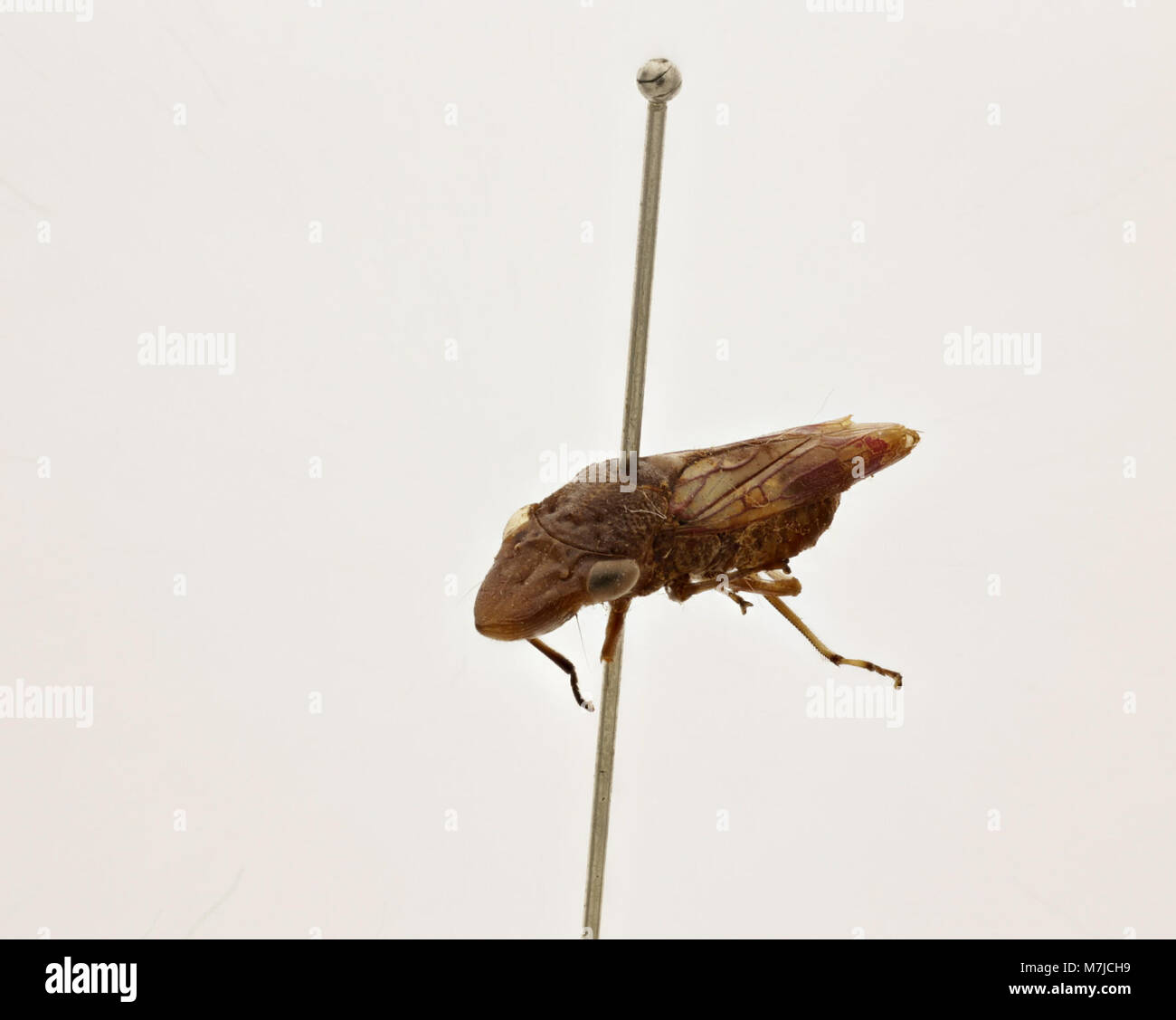 Cette image montre Tettigonia ichthyocephala, une espèce de grillon de brousse, communément appelé la grande sauterelle verte. Il est identifié par sa grande taille et son corps vert qui camouflage bien avec la végétation. Banque D'Images