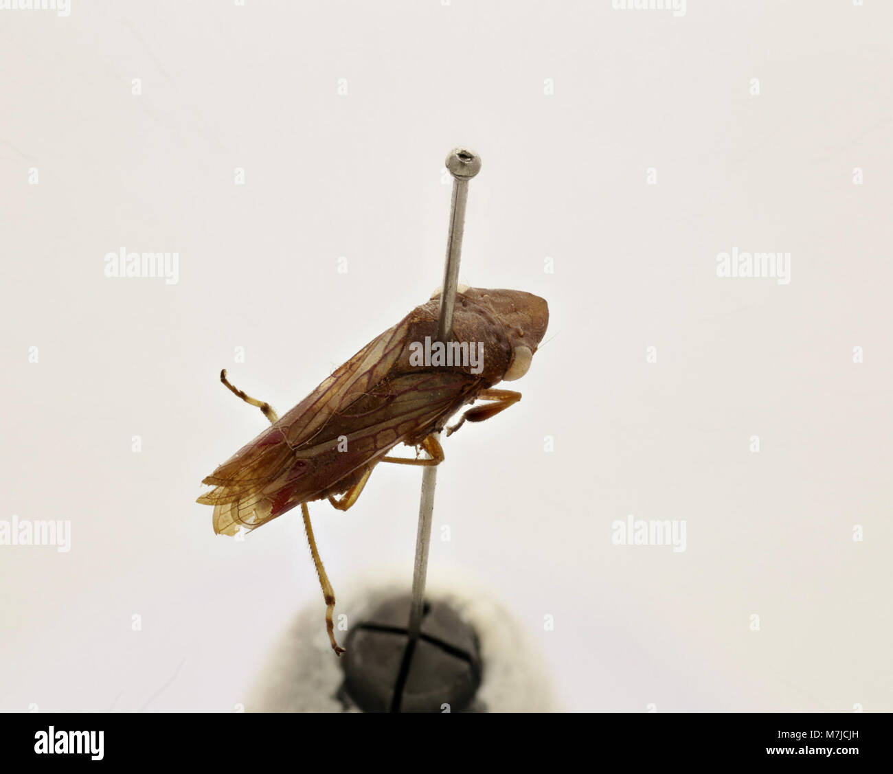 Tettigonia ichthyocephala, également connu sous le nom de grande sauterelle verte, est une espèce d'insecte trouvée en Europe. Il est connu pour son aspect distinctif et fait partie de la famille des sauterelles. Banque D'Images