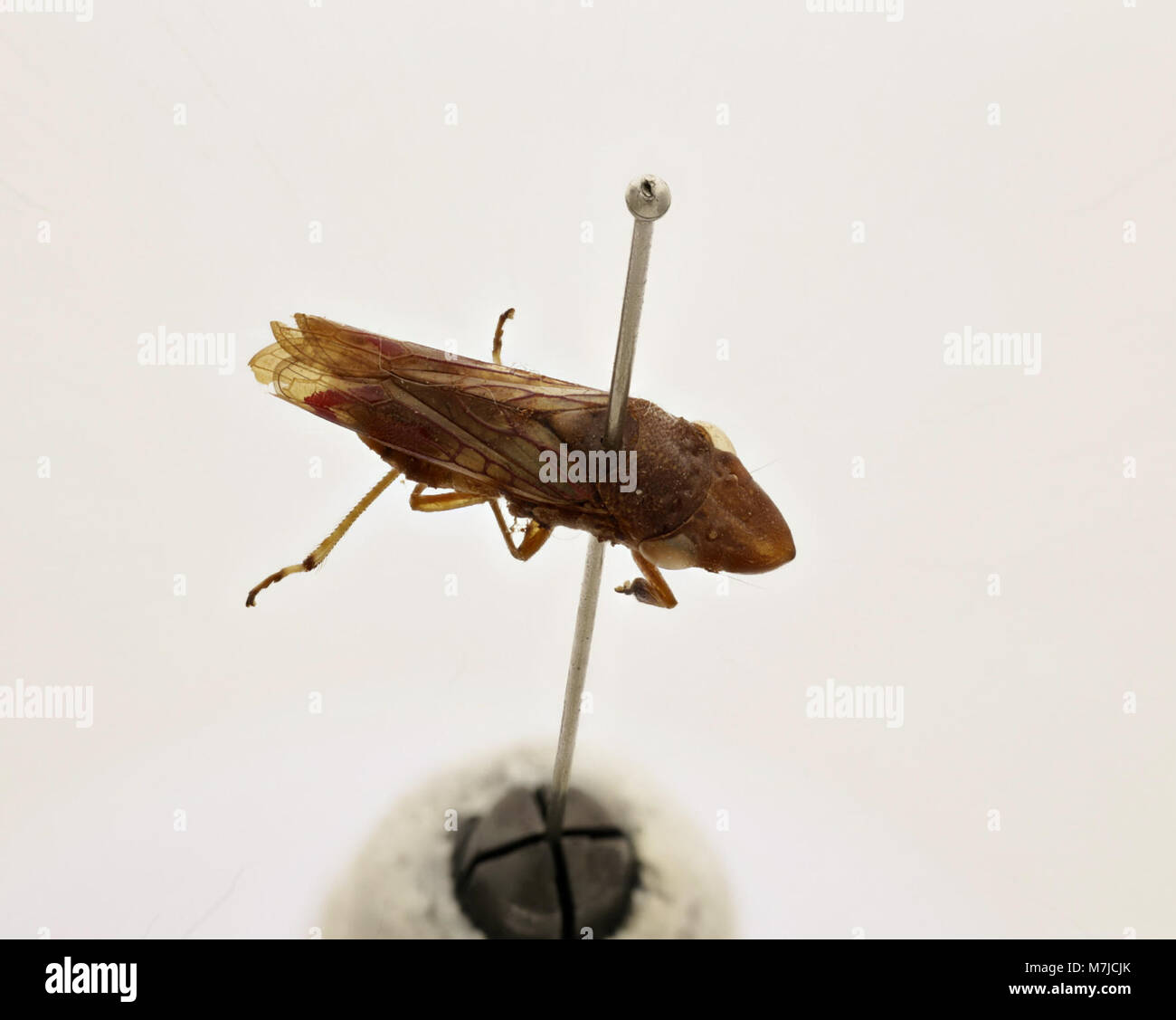 Tettigonia ichthyocephala est une espèce de cricket de brousse, connue pour sa grande taille et ses caractéristiques distinctives, que l'on trouve dans diverses parties de l'Europe. Il est noté pour sa couleur verte vibrante et son corps long et élancé. Banque D'Images