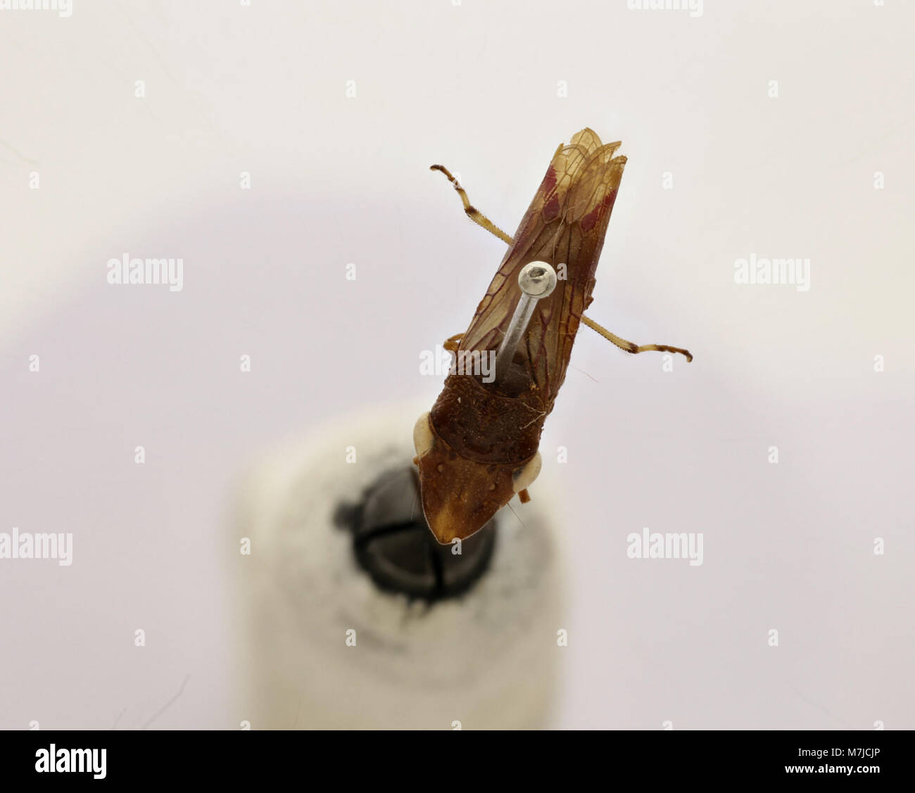 Tettigonia ichthyocephala est une espèce d'insecte, communément appelé sauterelle à tête de poisson, qui est remarquable pour sa grande taille et sa forme de tête distinctive. Ce spécimen est documenté dans la collection Zoosphere, contribuant aux études entomologiques et à la classification des espèces. Banque D'Images