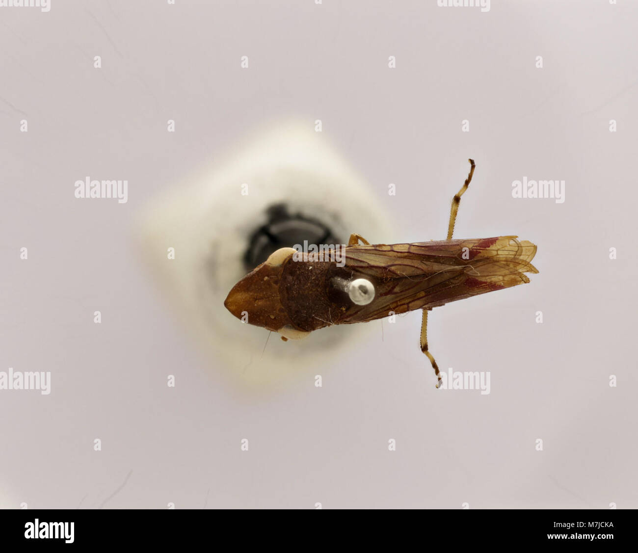 Une image détaillée de Tettigonia ichthyocephala, une espèce de katydid connue pour sa grande taille et son aspect distinctif. L'image capture ses caractéristiques en détail, contribuant ainsi aux études entomologiques. Banque D'Images