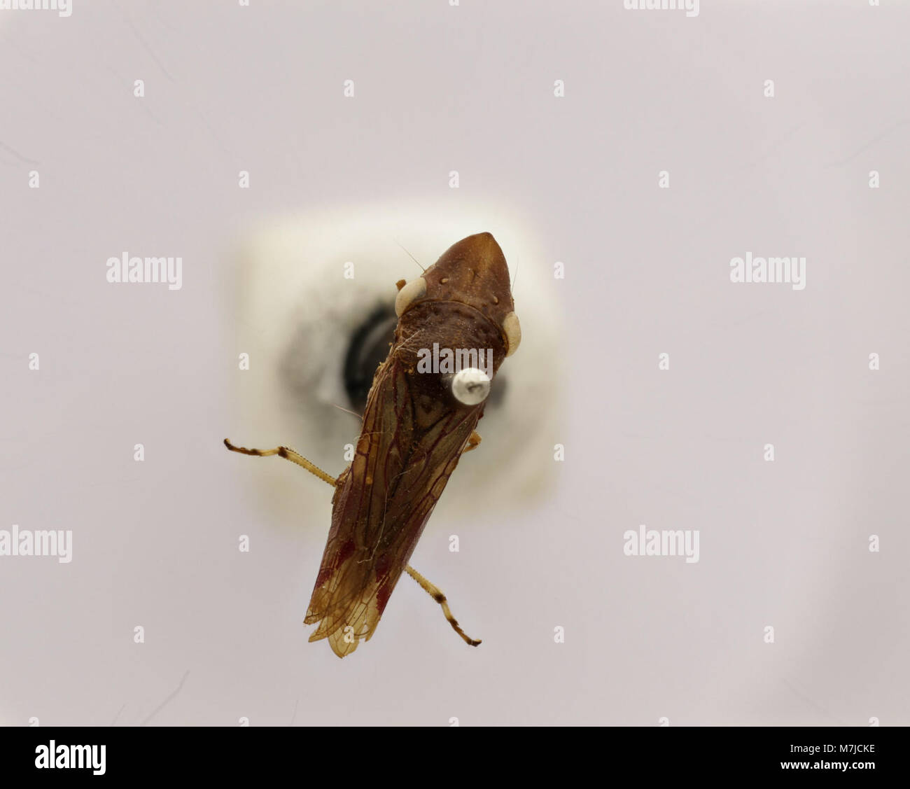 Tettigonia ichthyocephala, également connu sous le nom de grande sauterelle verte, est une espèce de grillon trouvée dans diverses régions. Il est reconnu pour sa couleur verte et sa grande taille, habitant souvent les prairies et les champs. Banque D'Images