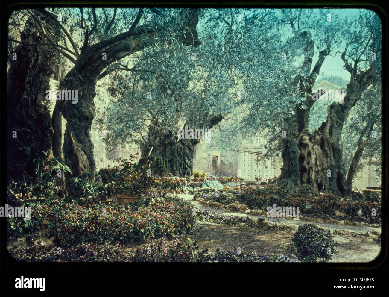 Cette photographie capture le jardin de Gethsémani, un site sacré situé à Jérusalem, en Israël, où les chrétiens croient que Jésus a prié avant son arrestation. L'image met en évidence l'atmosphère sereine et spirituelle. Banque D'Images
