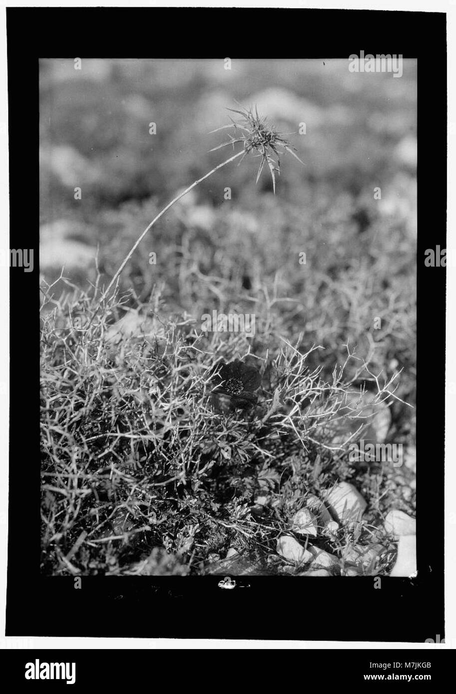 L'agriculture, etc. 'Comme un lis parmi les épines.' anémone rouge grandir à travers un bush Burnett matpc LOC.15629 Banque D'Images