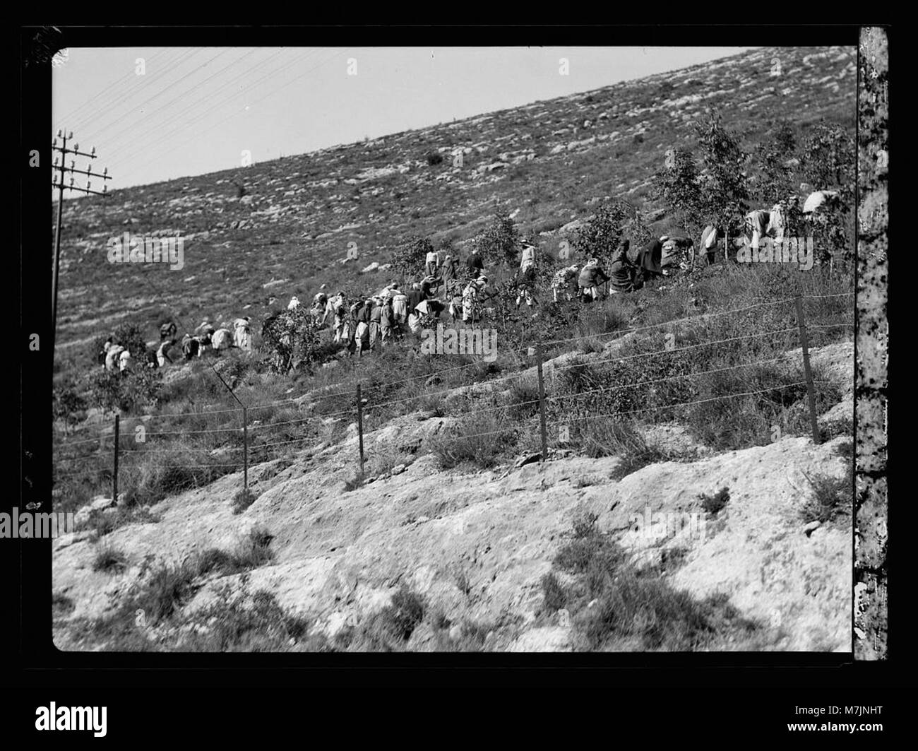 L'agriculture, etc. Les gouvernements le reboisement près de Bab El Wad. La plantation d'arbres ouvriers matpc LOC.15613 Banque D'Images