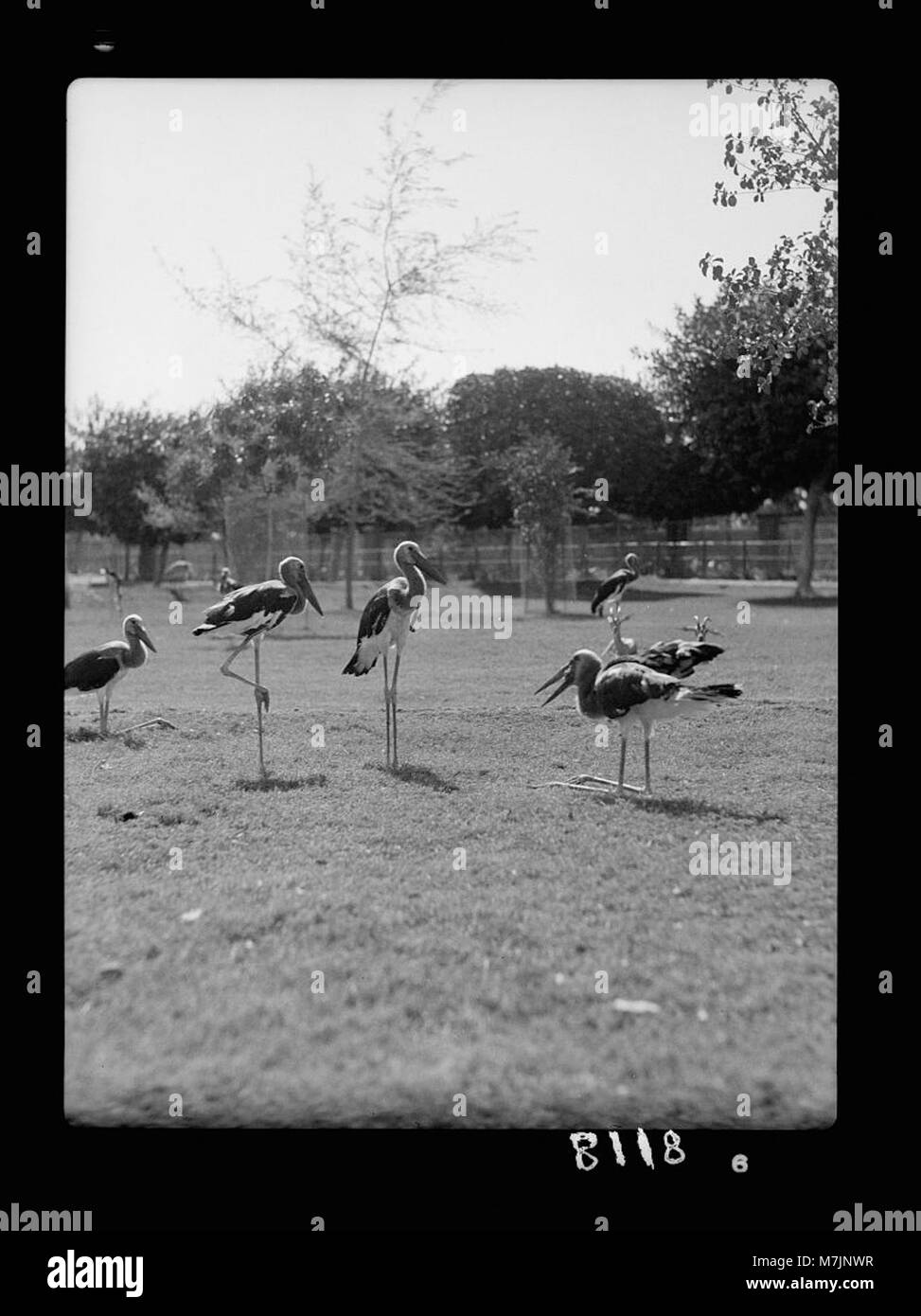 L'image montre des oiseaux aquatiques au zoo de Khartoum au Soudan, en particulier les espèces Abidmia et Abdimi. Les oiseaux sont dans leur habitat naturel de zoo, illustrant la faune du Soudan. Banque D'Images