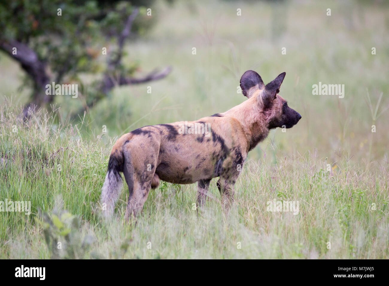 Chien de chasse africaine, ou chien sauvage d'Afrique ou de l'Afrique peint ou peint Chien Loup Lycaon pictus. Dans l'attente de la couverture partielle de la communication d'autres. Banque D'Images