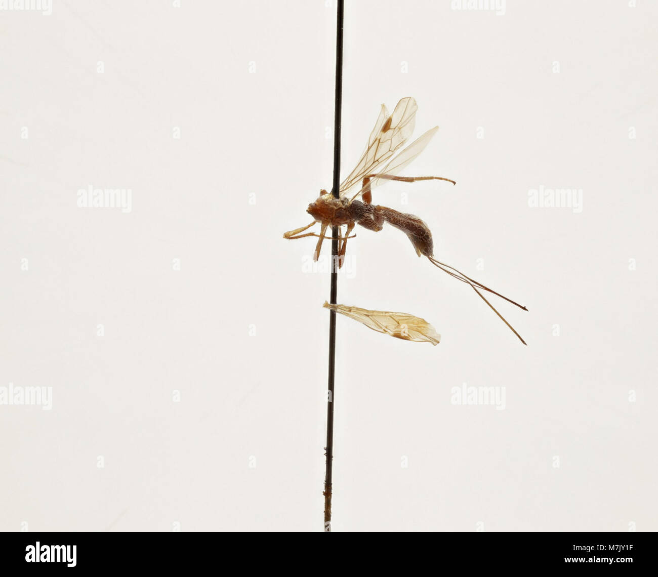 Doryctes deuticoxa est une espèce de guêpe de la famille des Braconidae, reconnue pour son rôle dans la parasitation d'autres insectes, contribuant à la lutte naturelle contre les ravageurs. Banque D'Images